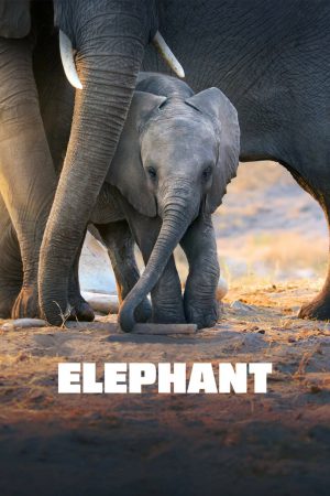 Elephant (2020)  อัศจรรย์แห่งช้าง ดูหนังออนไลน์ HD