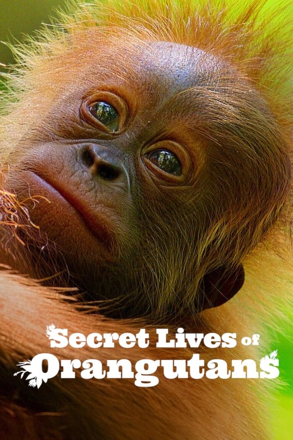 Secret Lives of Orangutans (2024) ชีวิตลับอุรังอุตัง ดูหนังออนไลน์ HD